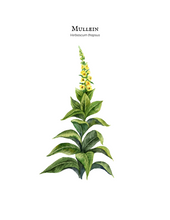 Load image into Gallery viewer, Kid's Herb Study- Grow, Forage, Make