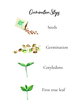 Load image into Gallery viewer, The Homeschool Garden: Math and Science Activities for Kids

